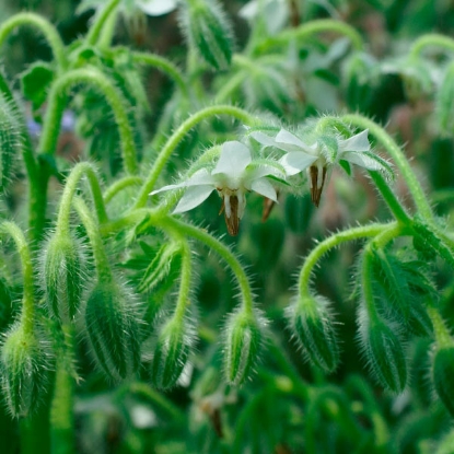 Picture of Herb Borage White Flowering (Borago Officinalis Bianca)